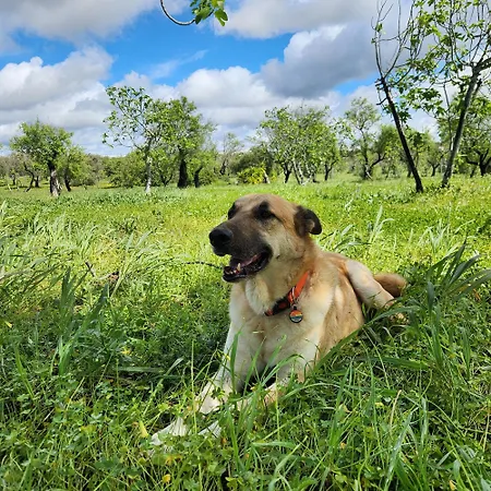 Quintinha At Quinta Do Burro
